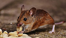 24 Hour & Emergency Exterminators in Oxford, GA